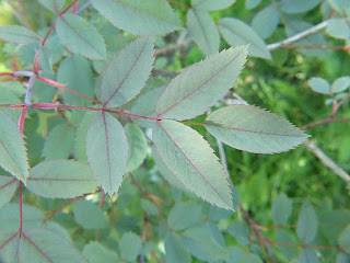 Rosier glauque - Églantier glauque - Églantier à feuilles rougeâtres - Rosier à feuilles rouges - Rosa glauca Rosier glauque - Églantier glauque - Églantier à feuilles rougeâtres - Rosier à feuilles rouges - Rosa glauca
