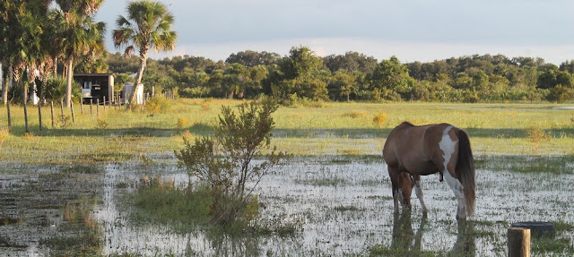Paisajes rurales en Glades County Paisajes rurales en Glades County