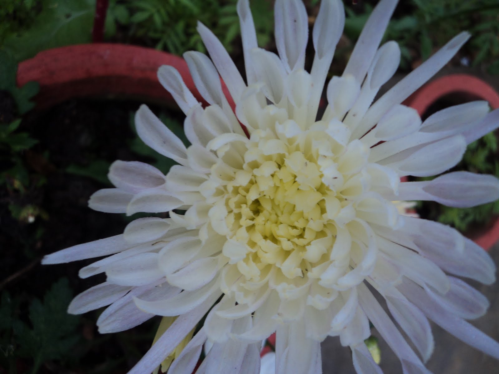 Ajeet Photography Winters Flower