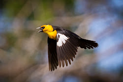 yellow blackbirds headed birds facts blackbird fly lark interesting alone