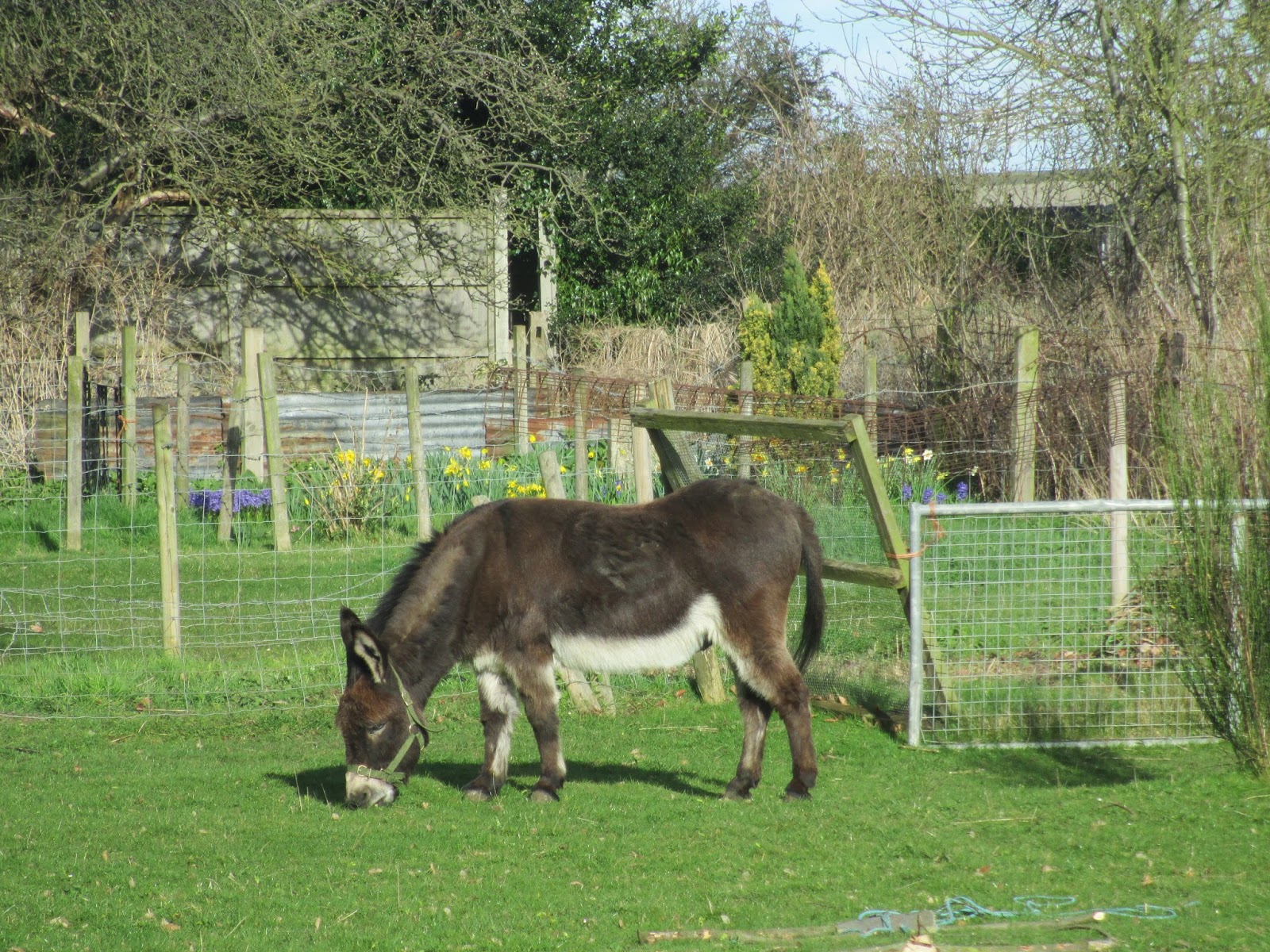 bouncing donkey