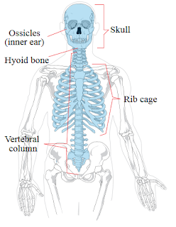Axial skeleton