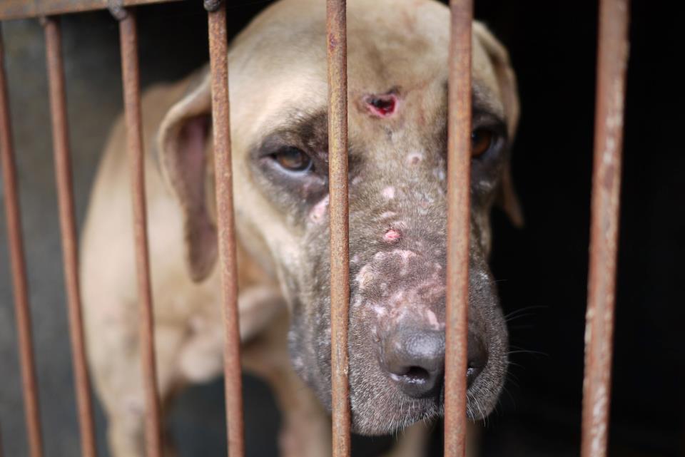 WEEAC® - Worldwide Events to End Animal Cruelty: Large Dog Fighting Syndicate, Indang, Cavite