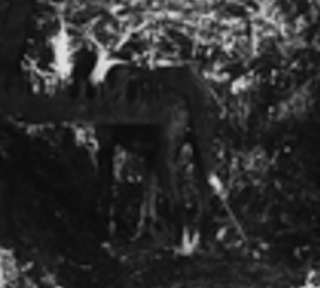 DogInOldPhoto.PNG