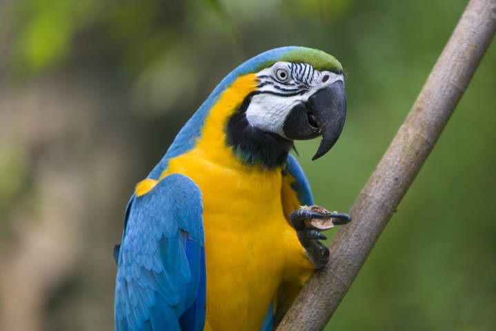 Blue-and-Yellow Macaw - Ryan Maigan Birds