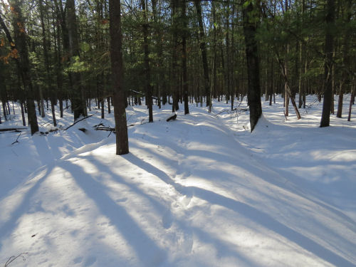 old railroad berm