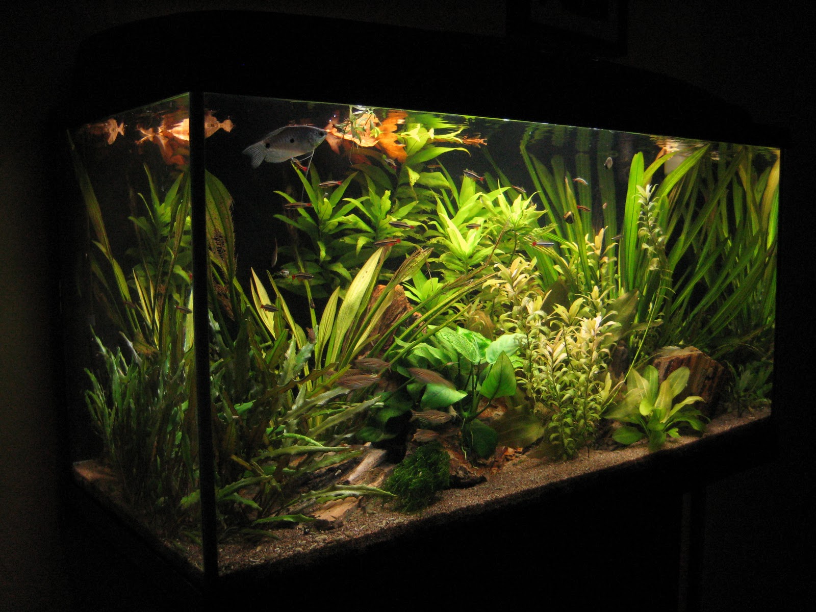 my-aquarium-scapes