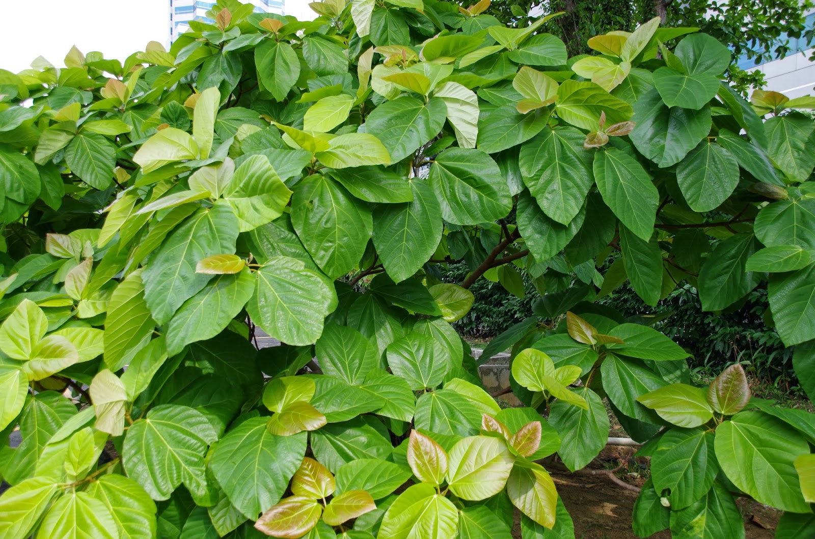 Trees and Plants: Broad leaf Fig, Elephant Ear Fig, Roxburgh Fig