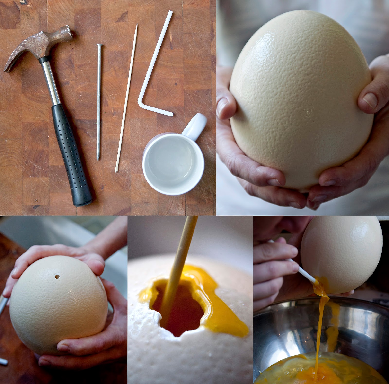 F for Food: I Am the Ostrich, Coo Coo Ca Choo.