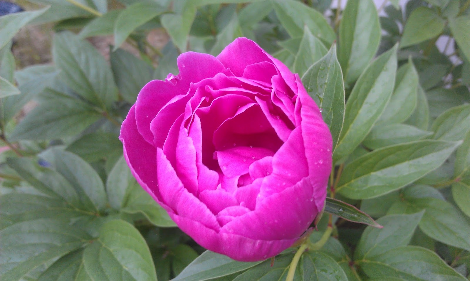Thriving Nature In Photos The Peony In Bloom