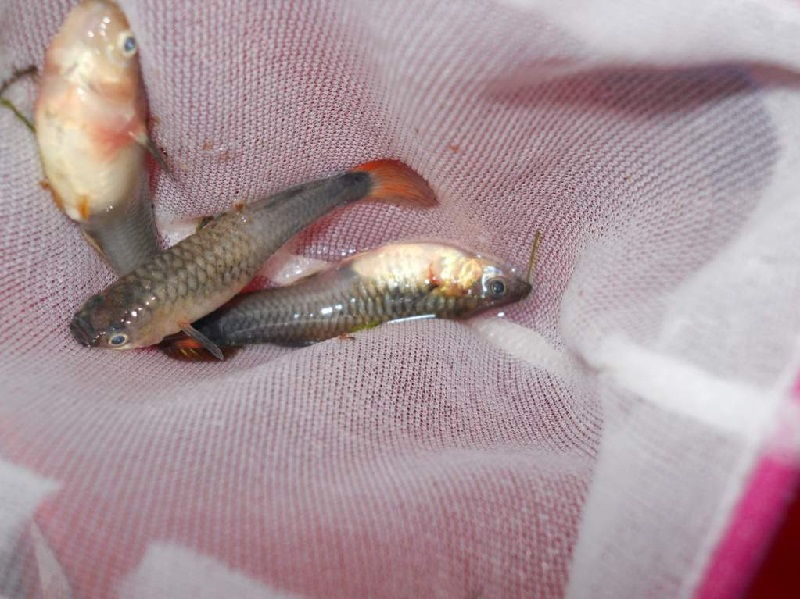 Gambar Umur Hidup Ikan Guppy Di Penangkaran 1 Sampai 3 Tahun