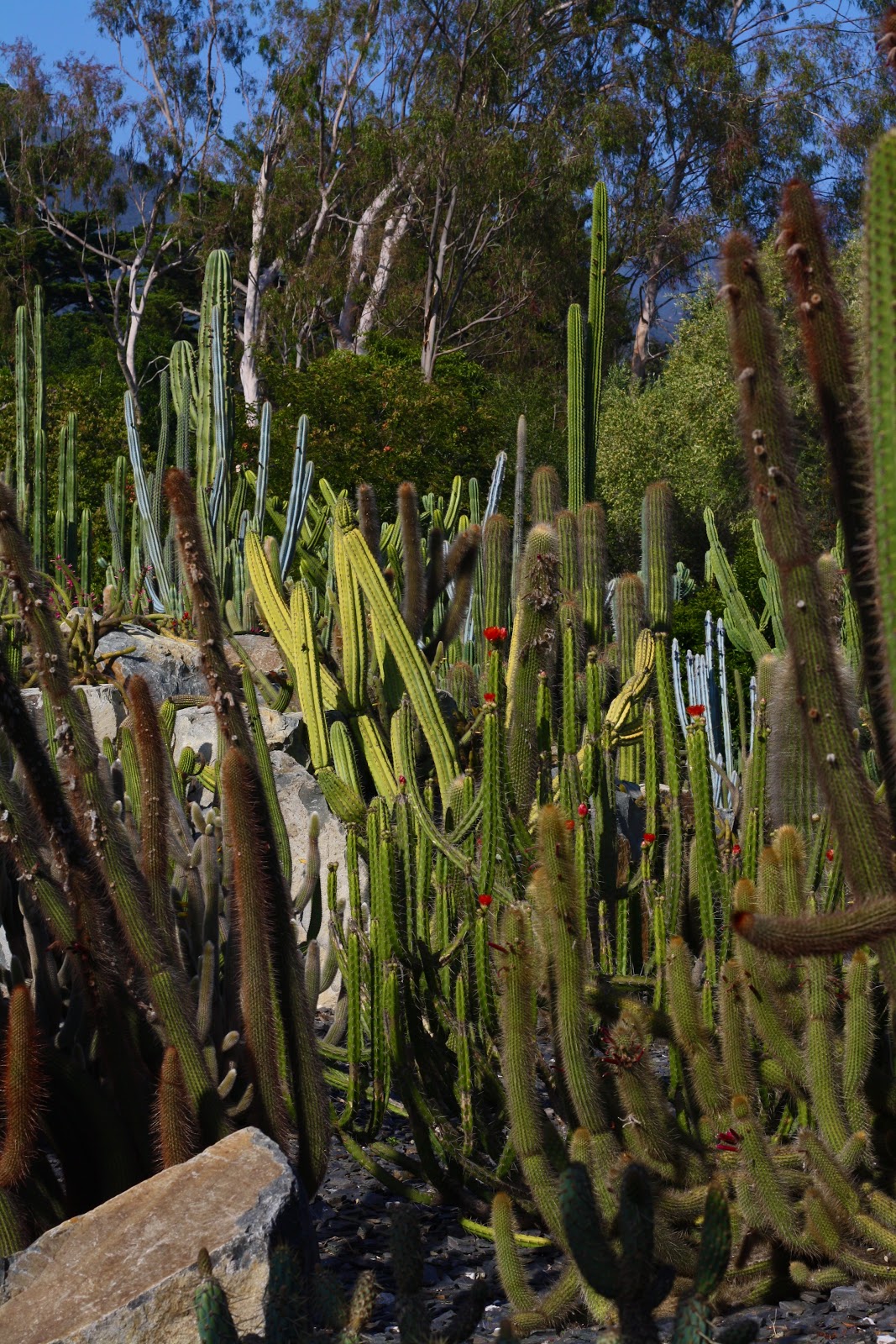 Mikaela Holman: Columnar Cacti