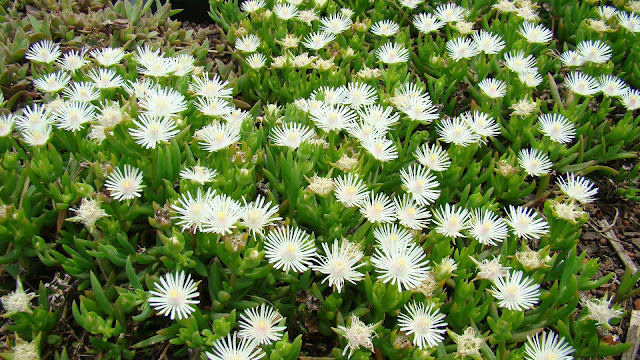 The flowers of Delospermun linearumattract butterflies and many other insects