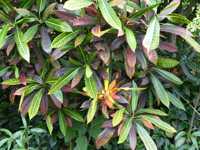 Faaxaal Photos nature gratuites et libres de droits Codiaeum