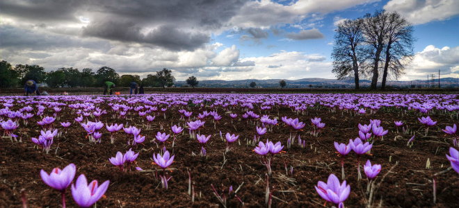 Ο Κρόκος (Saffron)