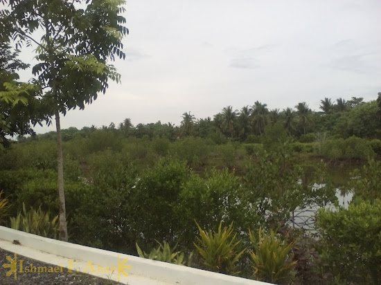 Mangrove at the back Microtel Palawan, Puerto Princesa