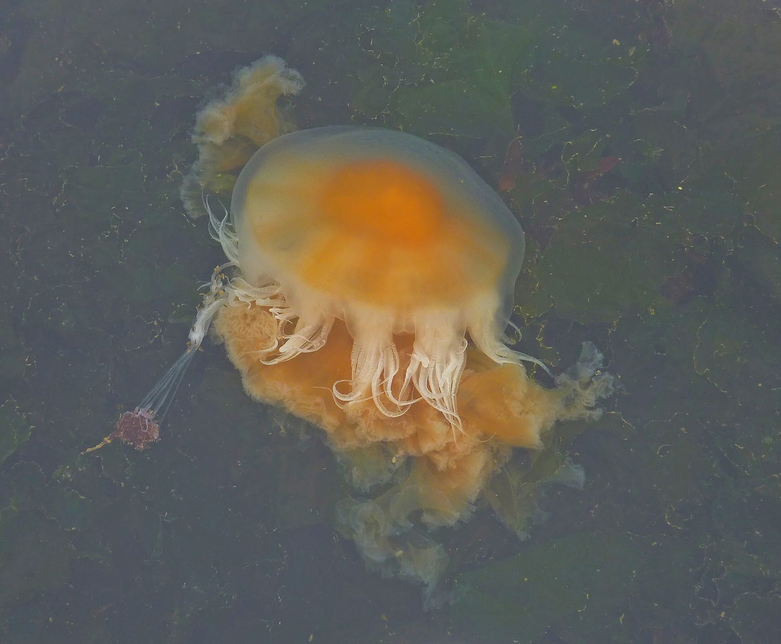 Buzz's Marine Life of Puget Sound Jul 21, 2013