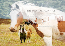 The Point Arena Pintos Book