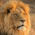 Five Lions Went Missing In South Africa - Govt Warns Residents