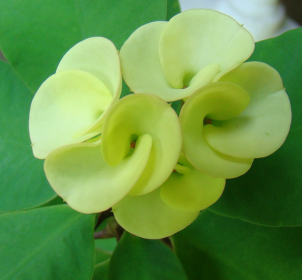 DiscoverSriLanka SRI LANKA FLOWERS [ CACTUS ]