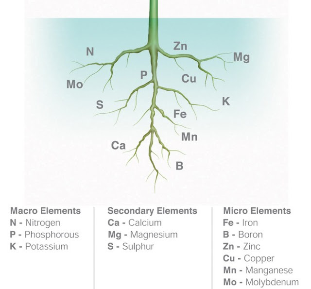 Role/function of essential plant nutrients