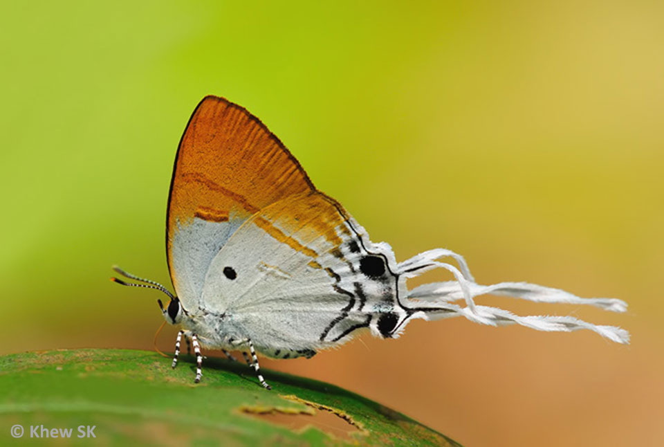 Butterflies of Singapore Singapore's LongTailed Hairstreaks