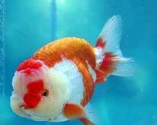 Jenis Dan Gambar Ikan Koki - Ikan Hias Air Tawar Laut dan Aquarium