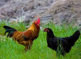 Contoh Teks Laporan Hasil Observasi Ayam Kumpulan Contoh Laporan