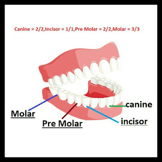 human teeth,dental formula dental formula,human teeth,