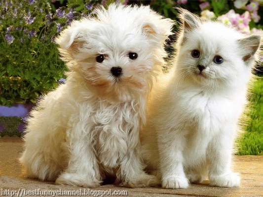 White puppy and kitten.