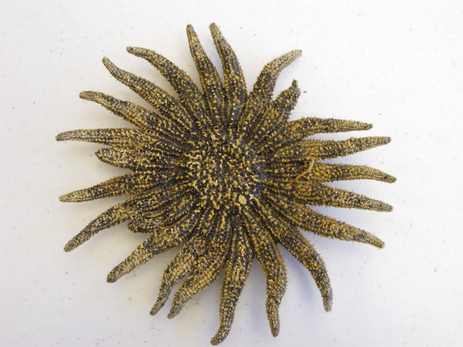 orange-slices-sunflower-starfish