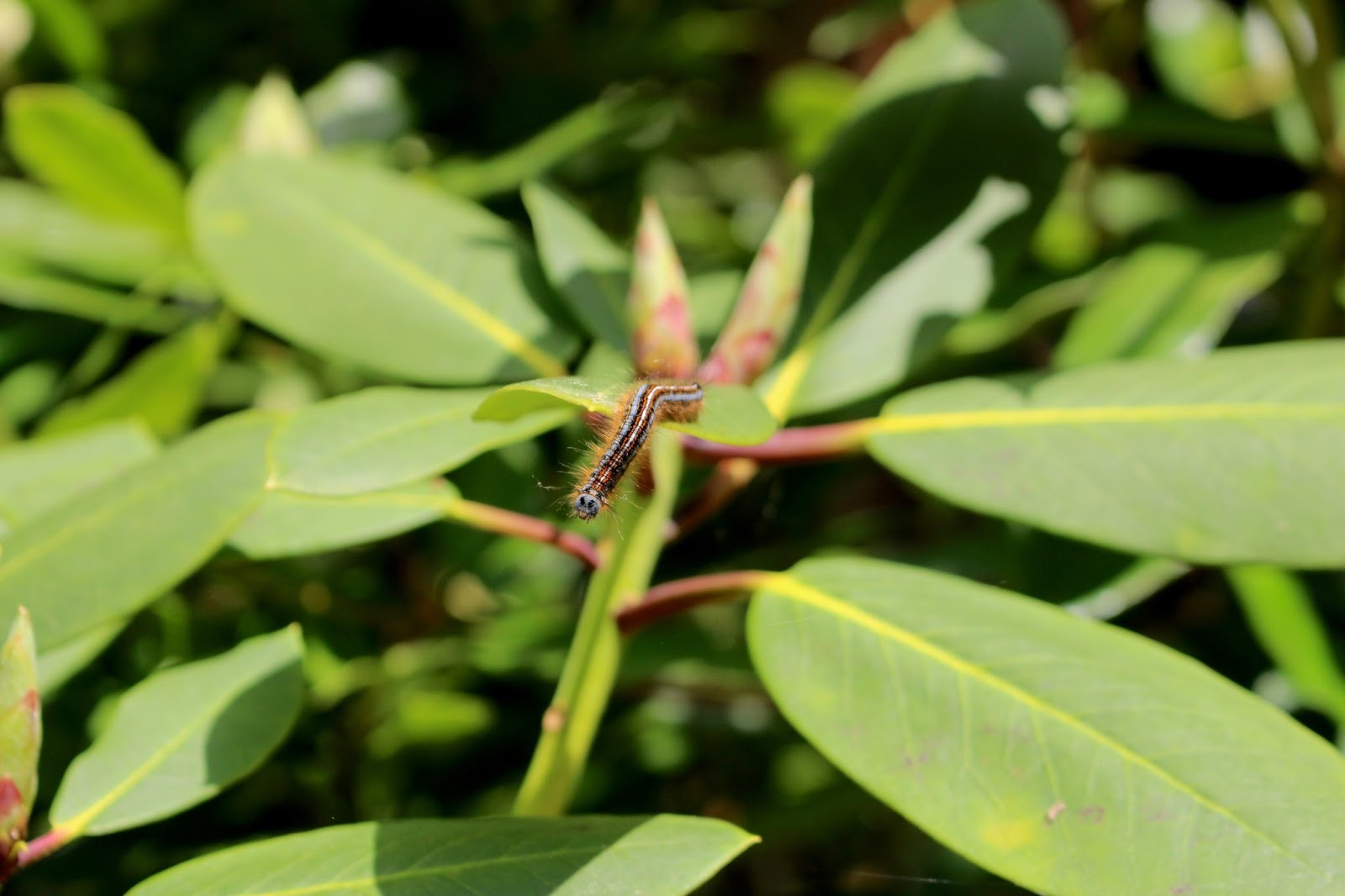 Nature photography caterpillar Nature photography caterpillar