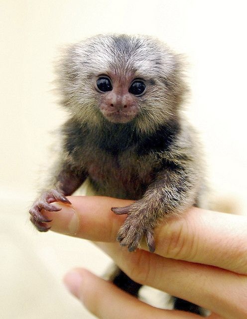 Pygmy Marmoset