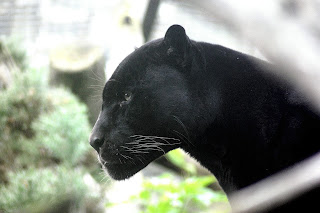 black panther black panther