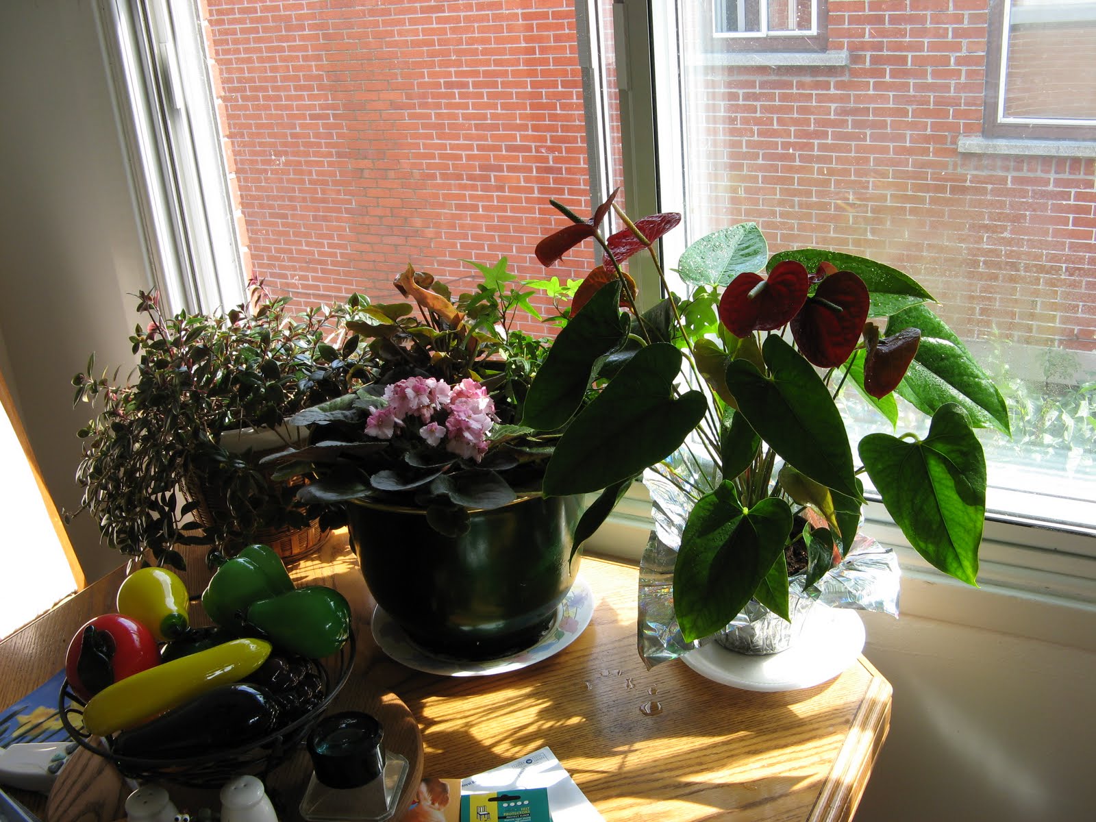 lasalle-garden-big-house-plants