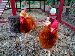 8x8 chicken coop how many chickens 4