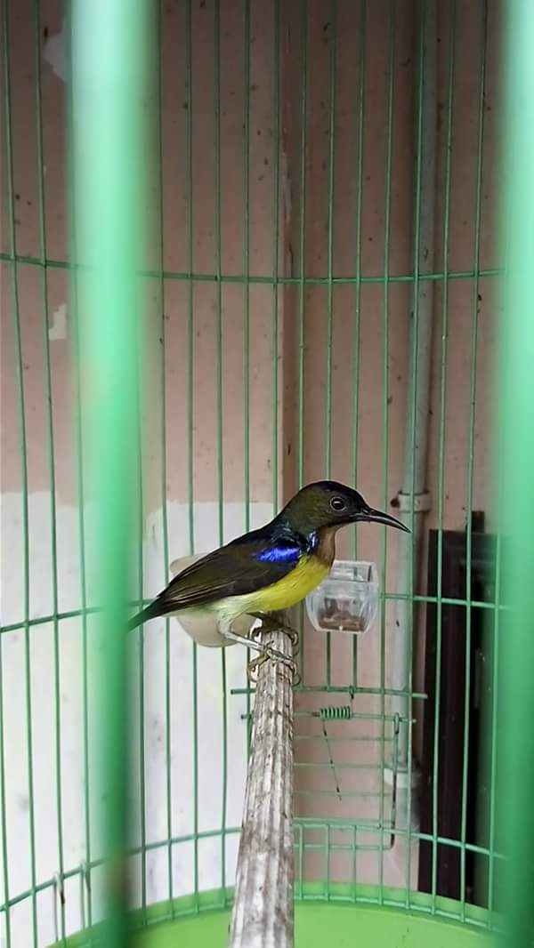 Perawatan Harian Kolibri Manggar Agar Cepat Gacor Berbagi Ilmu