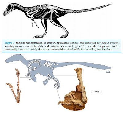 Balaur skeleton