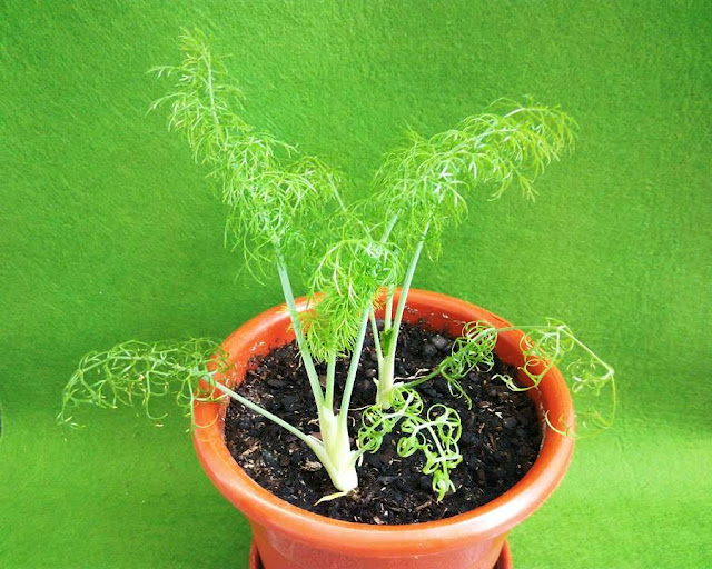 VIDA FELIZ na Horta Como Cultivar