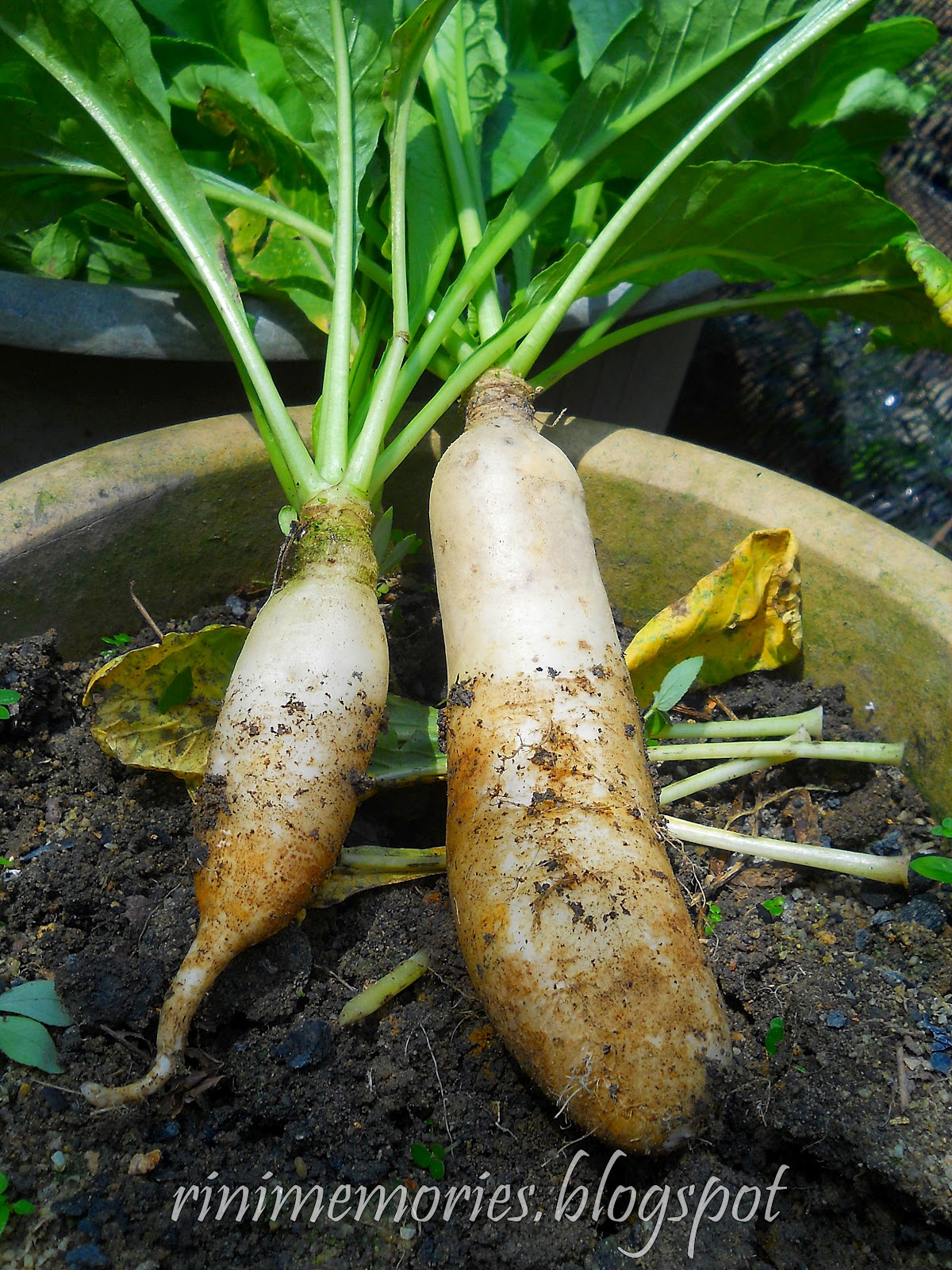 A Moment to Remember: Sup Lobak Putih