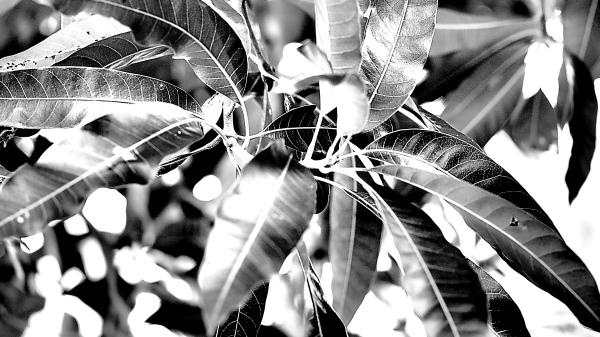 Olympus Viewer 3 Dramatic Tone Type II Filter Effect Olympus Viewer 3 Dramatic Tone Type II Filter Effect
