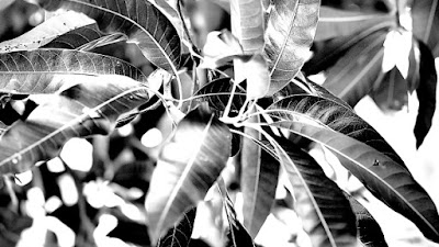 Olympus Viewer 3 Dramatic Tone Type II Filter Effect Olympus Viewer 3 Dramatic Tone Type II Filter Effect