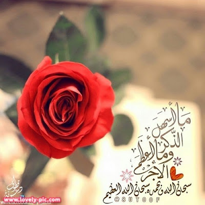 ورود رومانسية مكتوب عليها ورود رومانسية مكتوب عليها