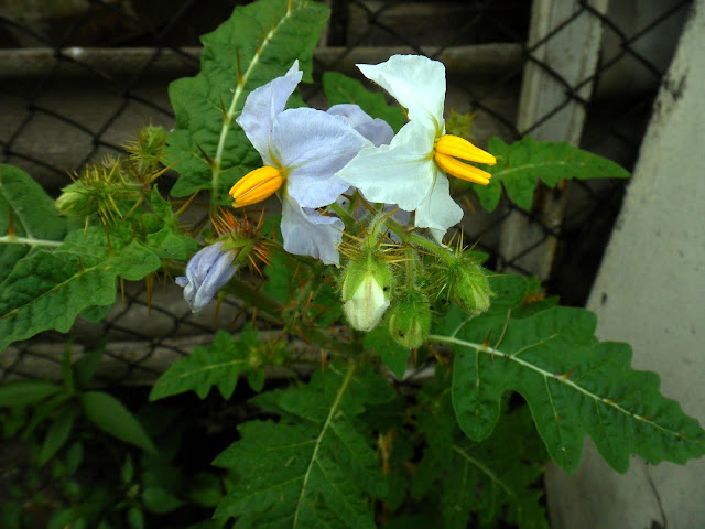 Solanum sisymbriifolium (Litchi Tomato)