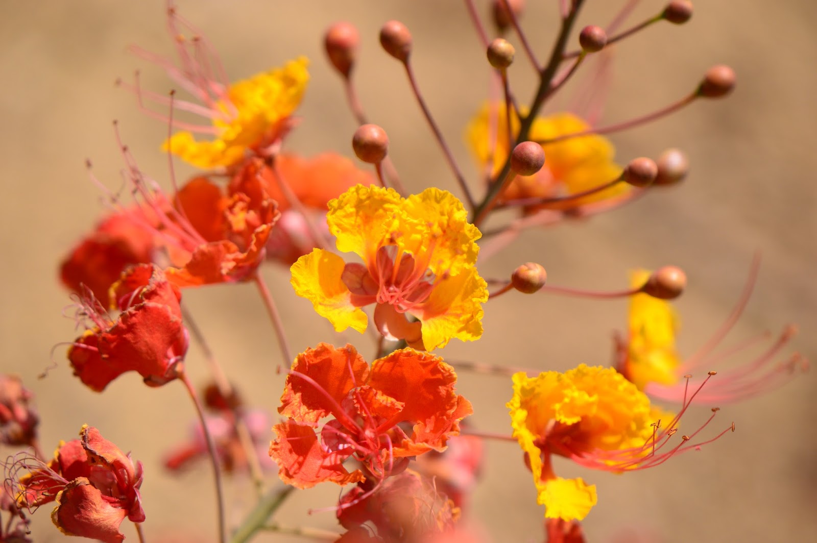 A Small, Sunny Garden A Favorite for July Caesalpinia pulcherrima