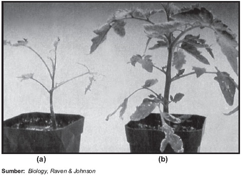 Beginilah Dampak Bioteknologi Terhadap Lingkungan