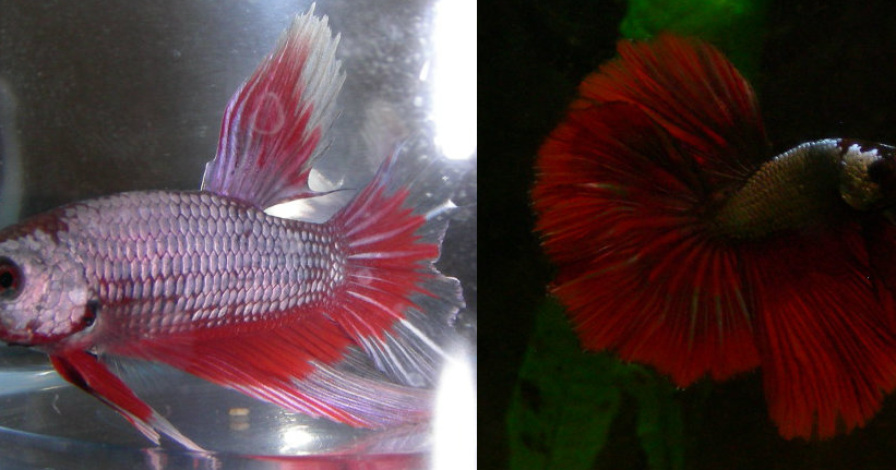 Fish Girl Writes Color Changes In Bettas fish-girl-writes-color-changes-in-bettas