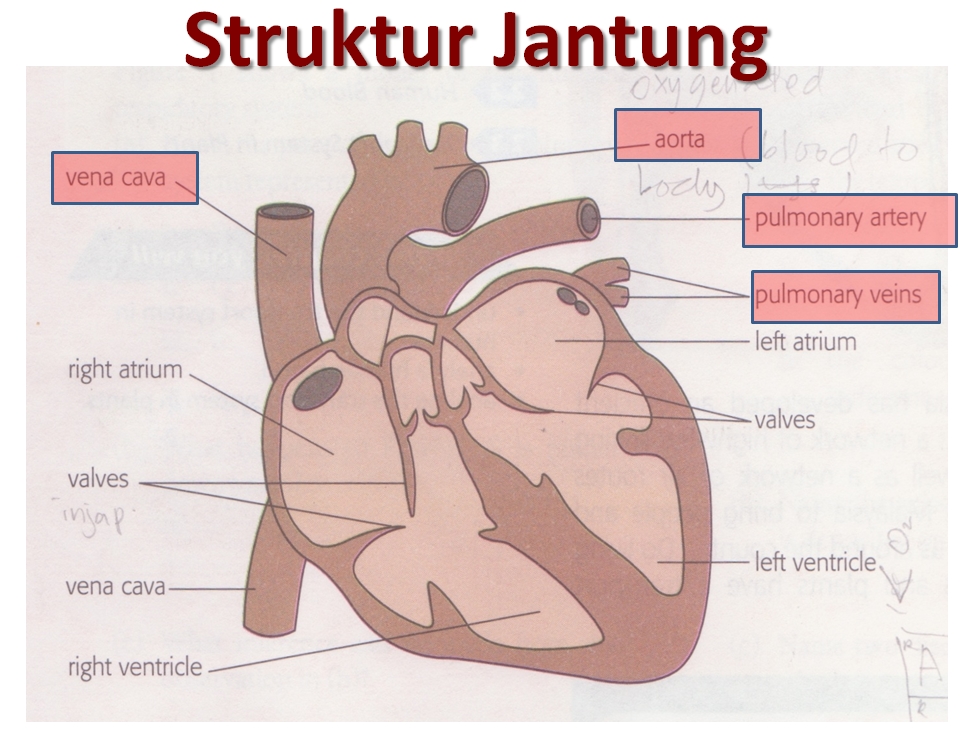 SAINS TINGKATAN 3: BAB 2-SISTEM PEREDARAN DARAH