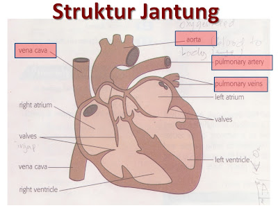 Struktur jantung manusia