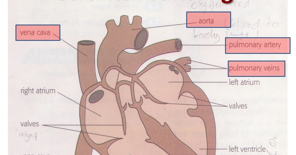 Peredaran Darah Dalam Jantung MATERI SEKOLAH DASAR 2 Organ Peredaran